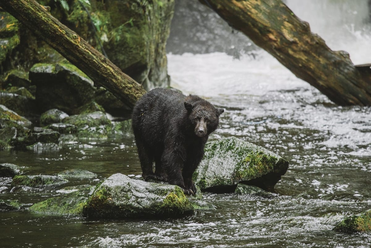 ucluelet airbnb management