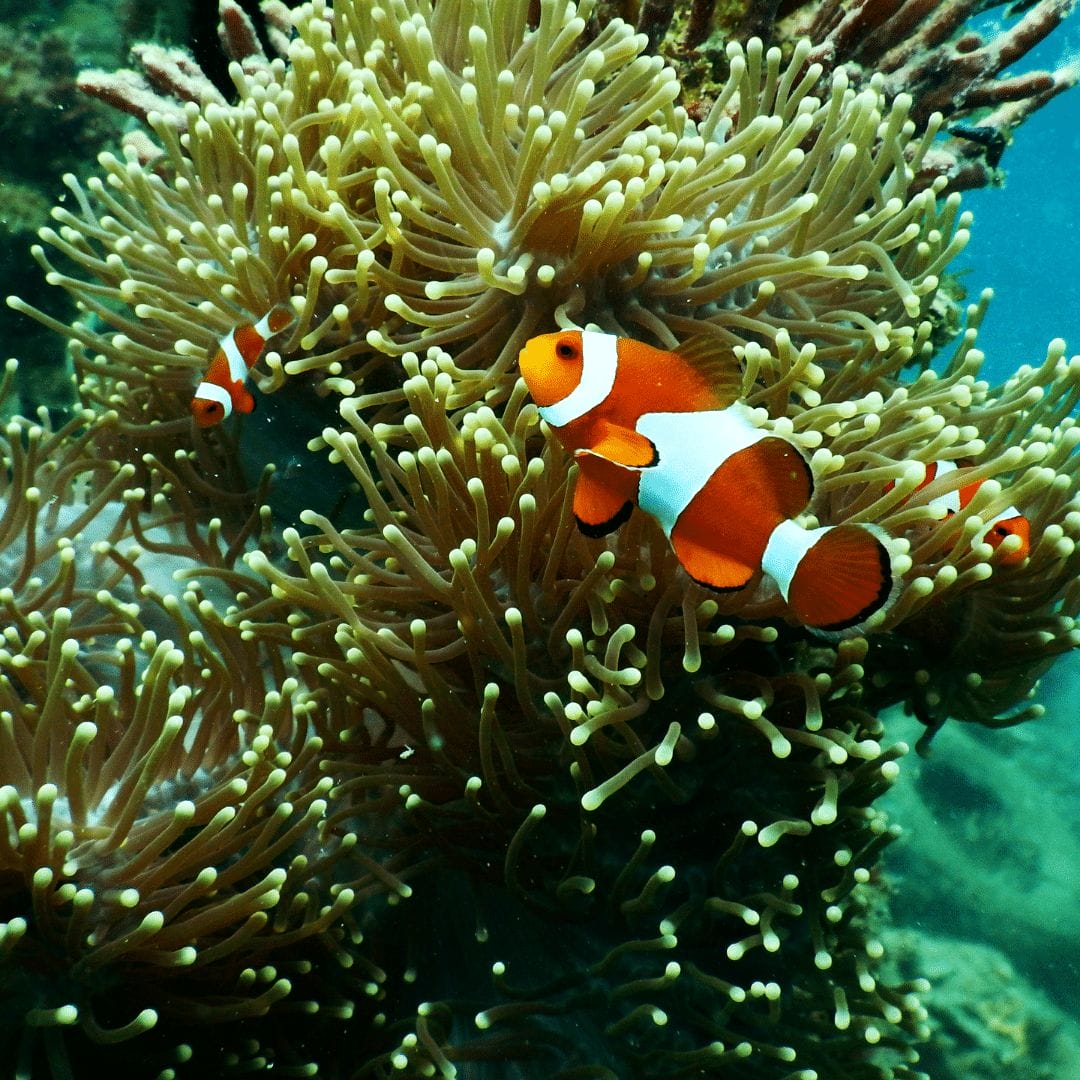 ucluelet aquarium