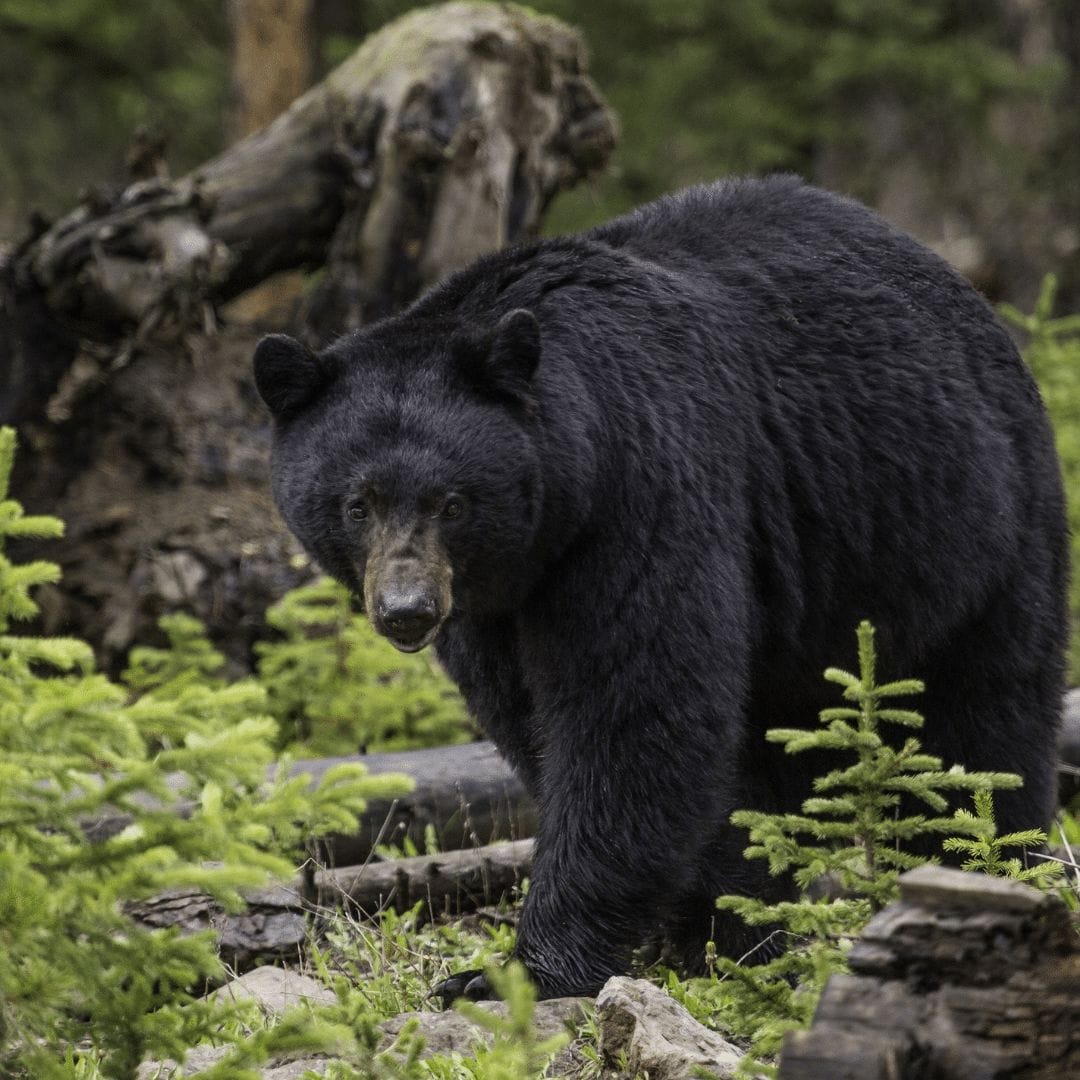 black bears in ukee