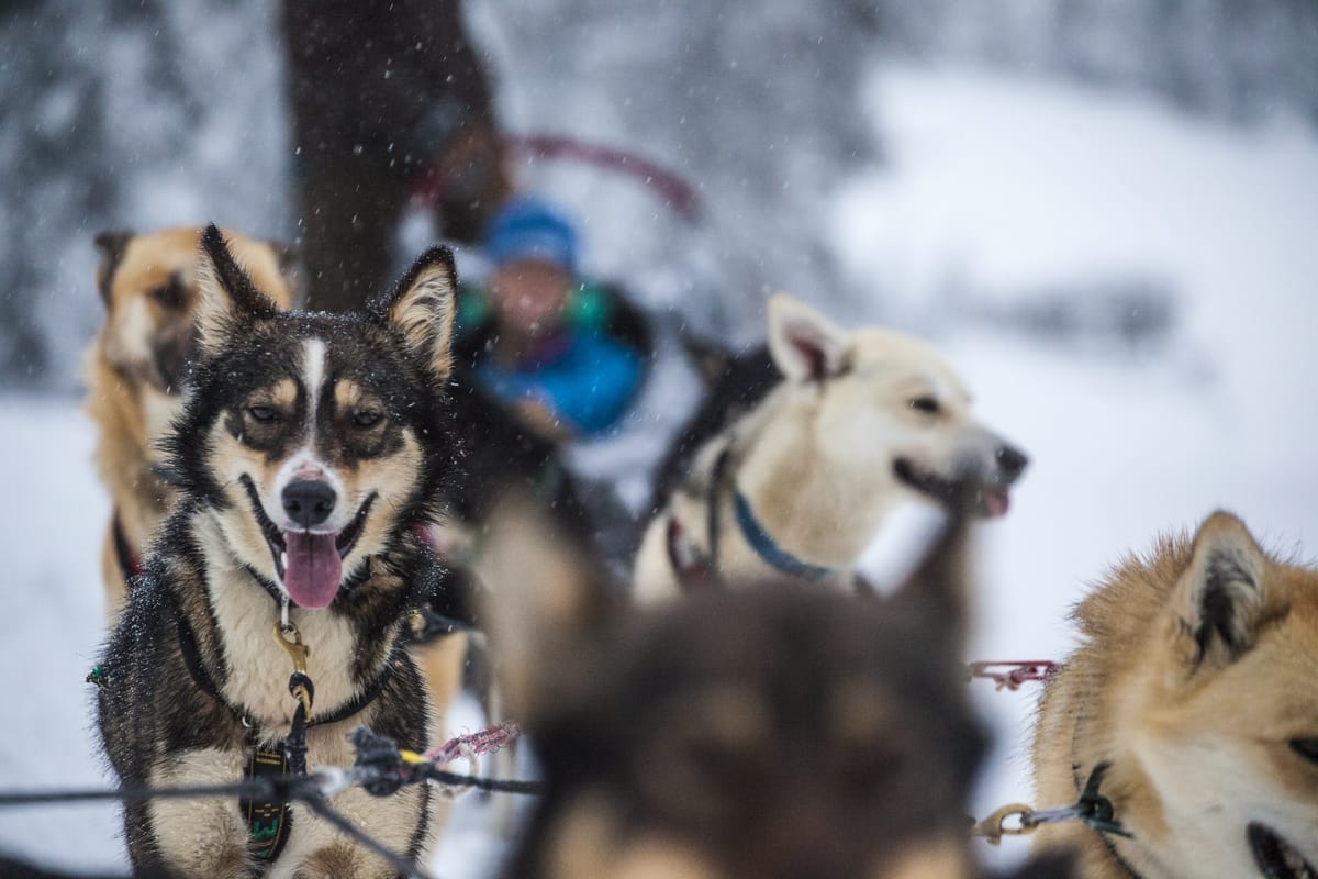 Dogsledding