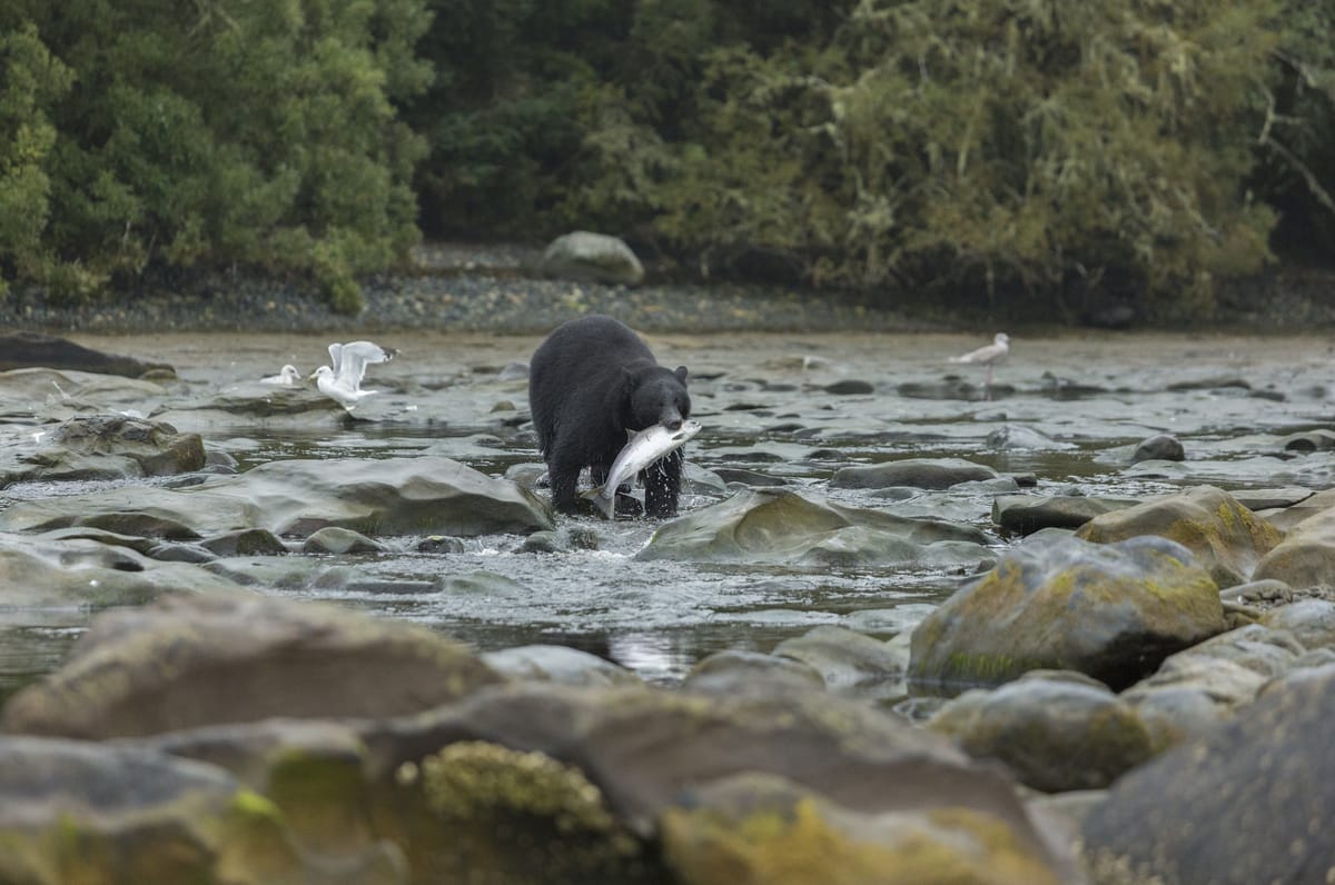 Black Bear