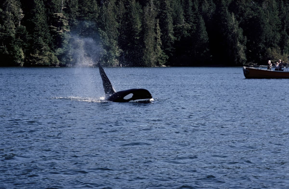 Killer Whale Watching Tofino