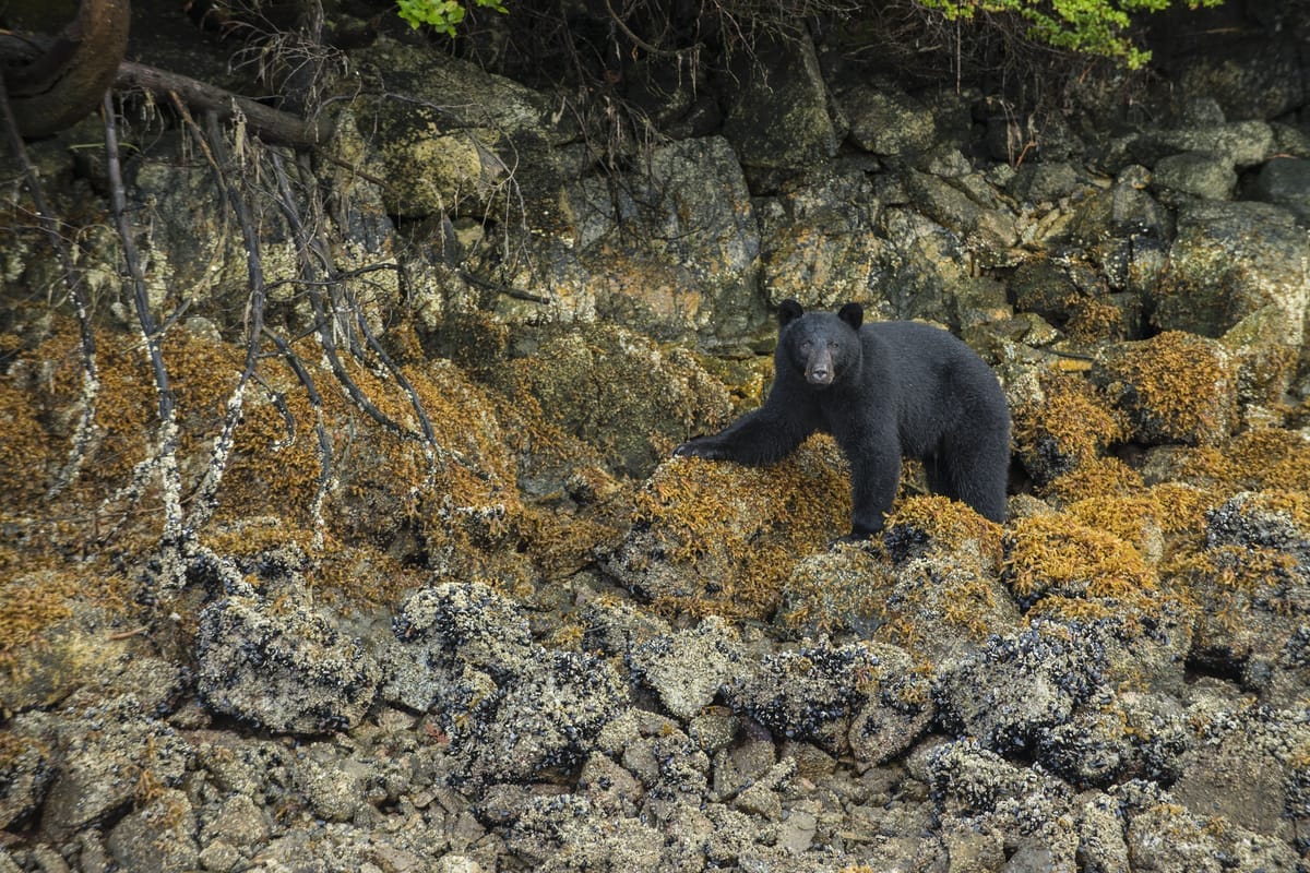 Tofino Black Bear