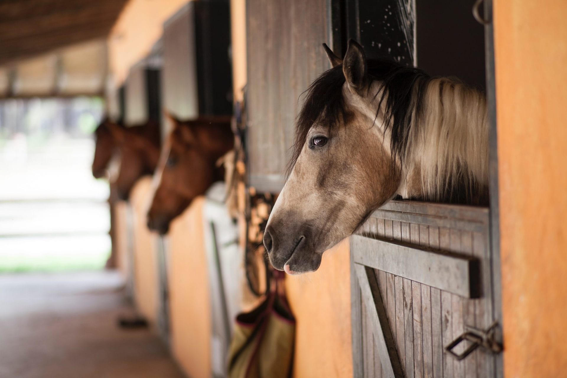 Kelowna Horse Riding