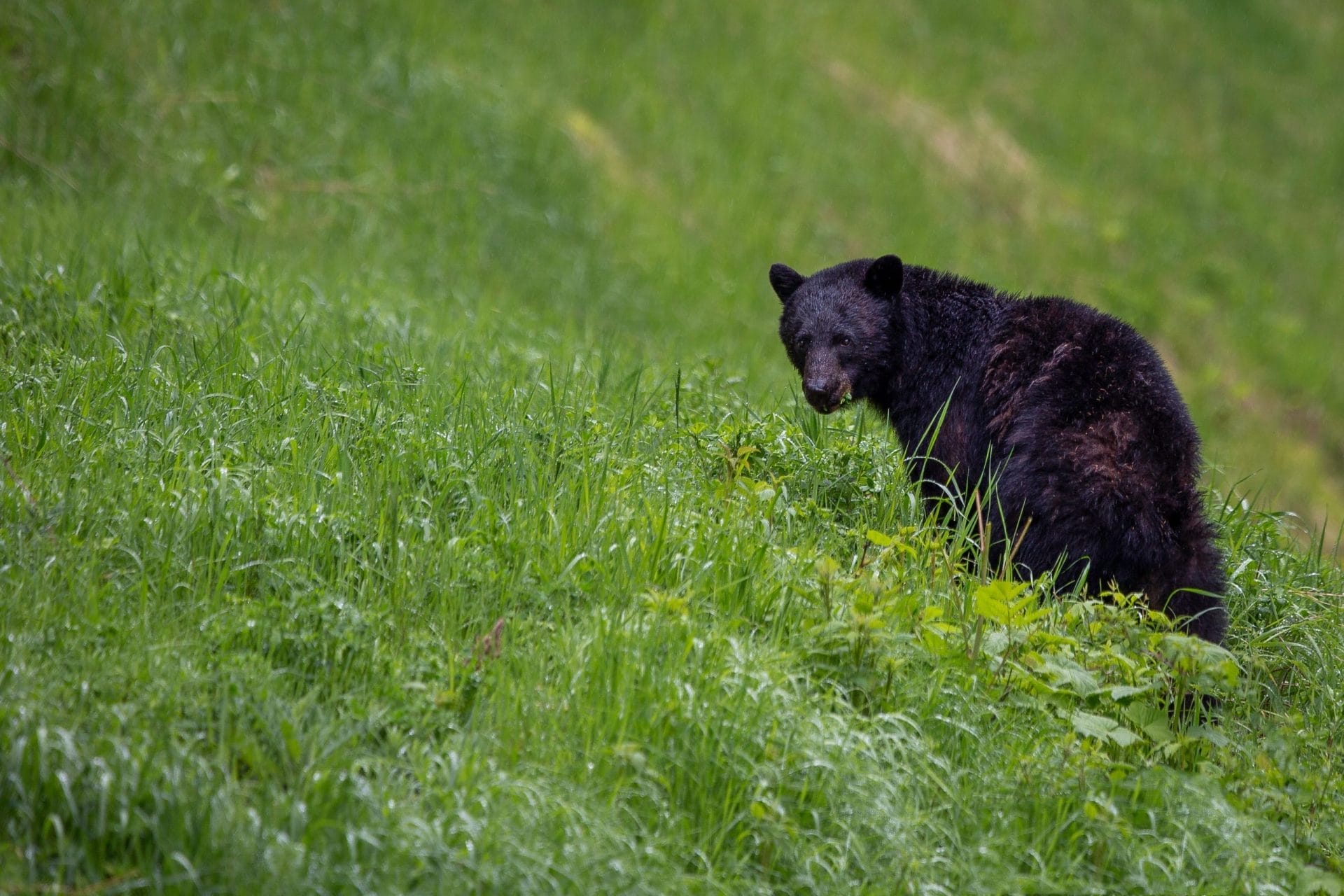 Black Bear in Manning Park